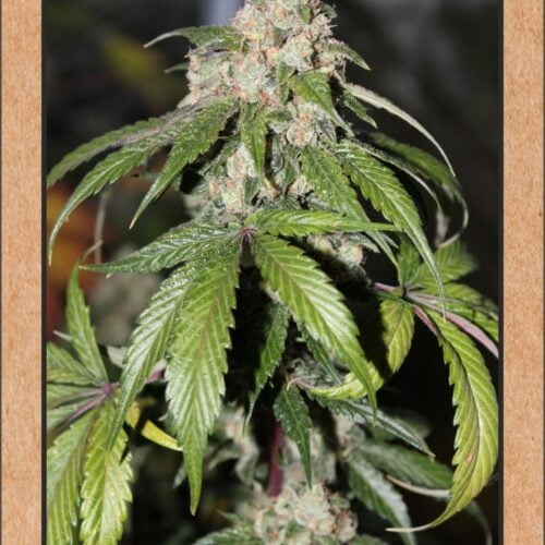 Samsquanch OG Auto Feminised Seeds