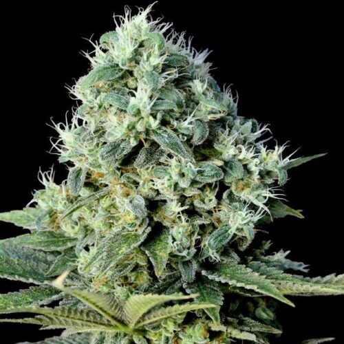 Santa Bilbo Feminised Seeds