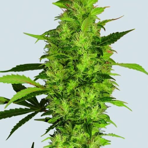 Sativa's Sour Diesel Feminised Seeds - 5