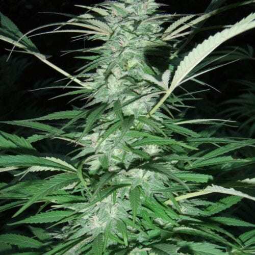 Serious 6 Regular Seeds - 11