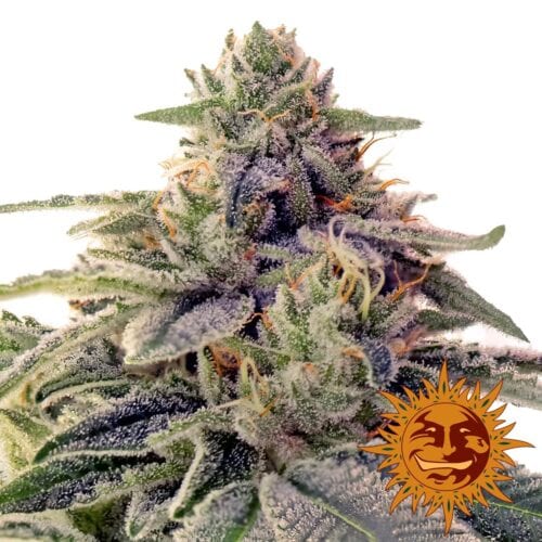Shiskaberry Feminised Seeds