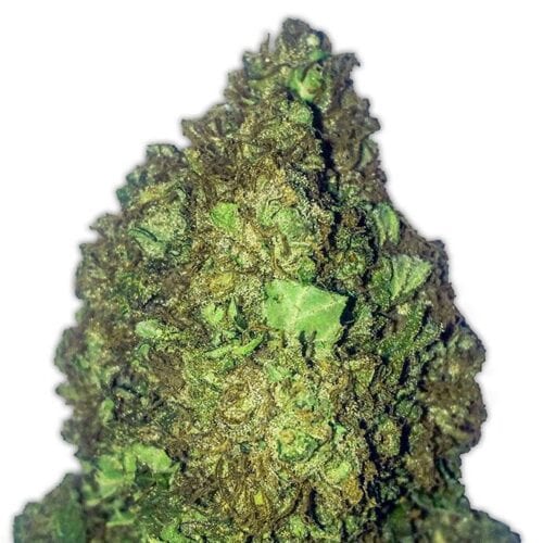Short And Sweet Auto Feminised Seeds
