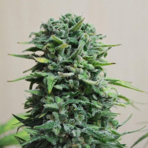 Siberian Haze Auto Feminised Seeds