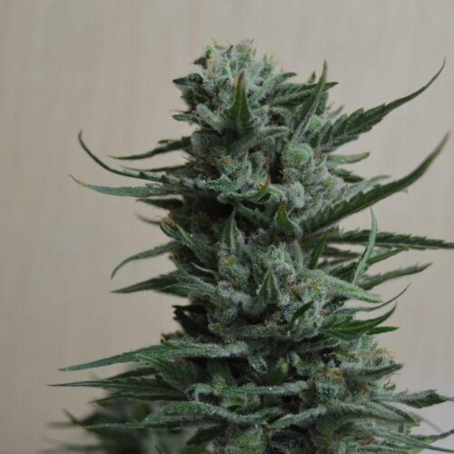 Siberian Haze Feminised Seeds
