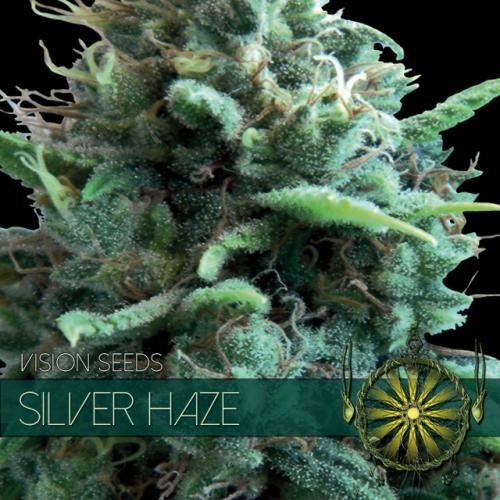 Silver Haze Feminised Seeds