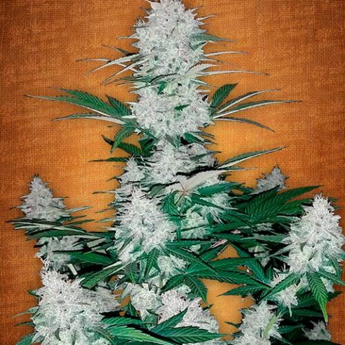 Six Shooter Auto Feminised Seeds