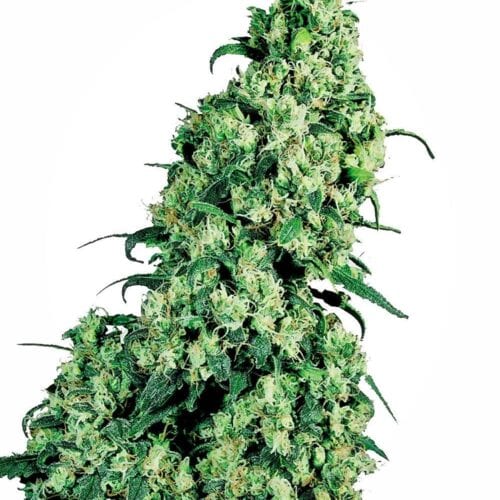 Skunk #1 Feminised Weed Seeds by Sensi Seeds