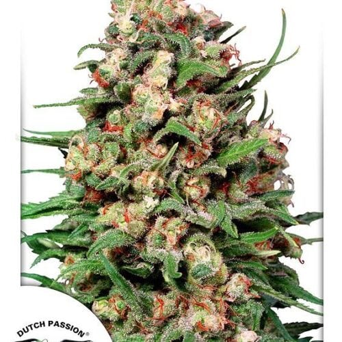 Skunk #1 Regular Seeds by Dutch Passion