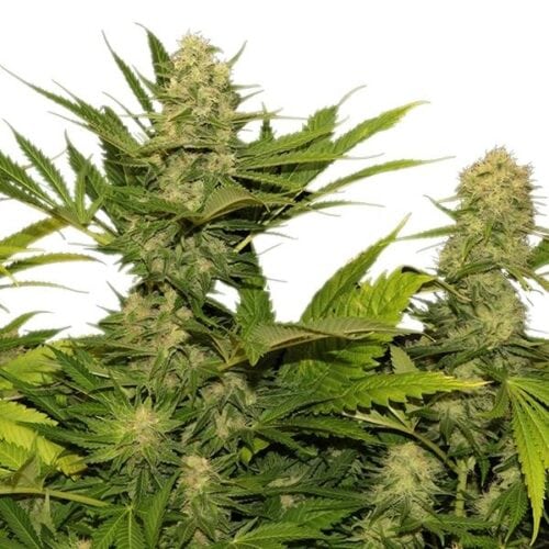 Skunk XL Feminised Seeds