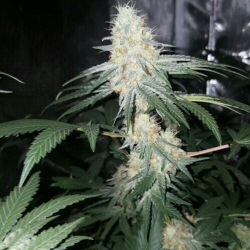 Skywalker Auto Feminised Seeds