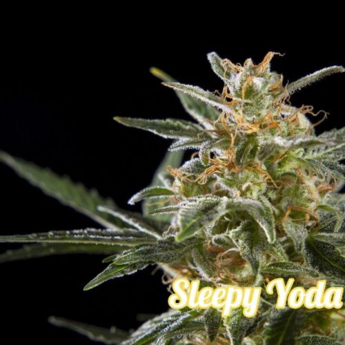 Sleepy Yoda Auto Feminised Seeds