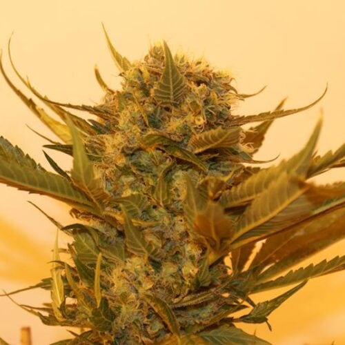 Sour P Feminised Seeds
