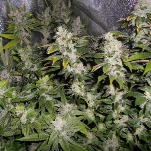 Sour Walker Feminised Seeds - 5