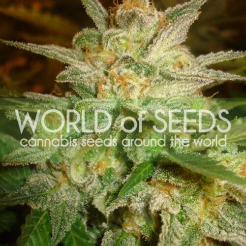 Star 47 Feminised Seeds