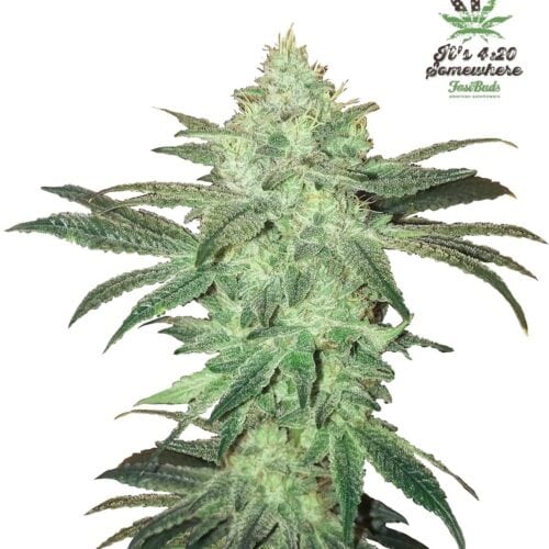 Stardawg Auto Feminised Seeds