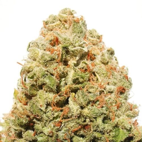 Strawberry Cake Feminised Seeds