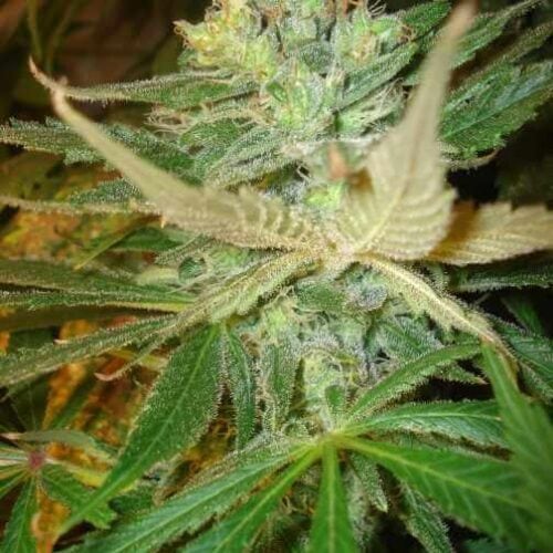 Strawberry Cough Feminised Seeds - 6