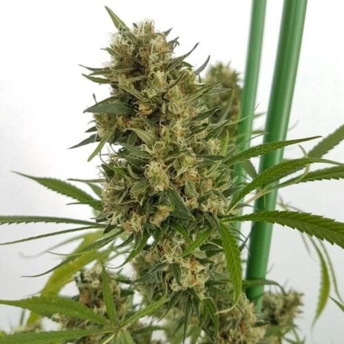 Strawberry Diesel Feminised Seeds