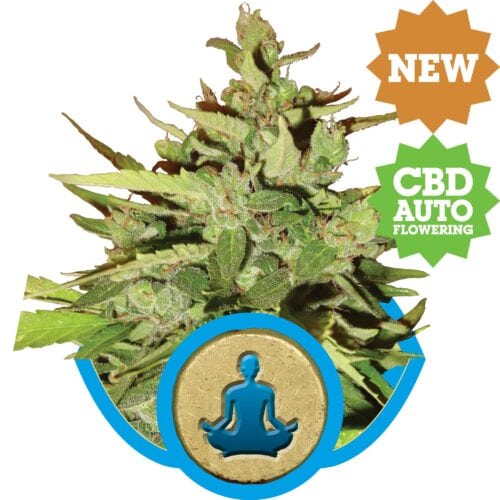 Stress Killer CBD Auto Feminised Seeds by Royal Queen Seeds