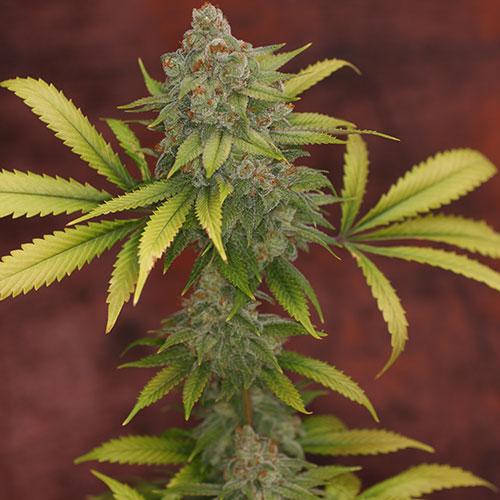 Sunshine Daydream Regular Seeds - 11
