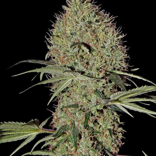 Super Bud Auto Feminised Seeds