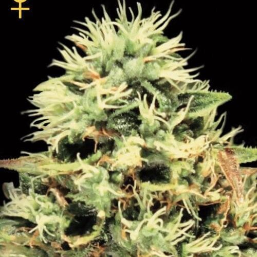 Super Bud Feminised Seeds