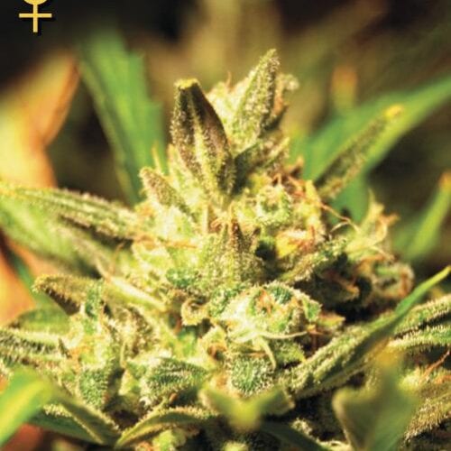 Super Critical - Auto Feminised Seeds