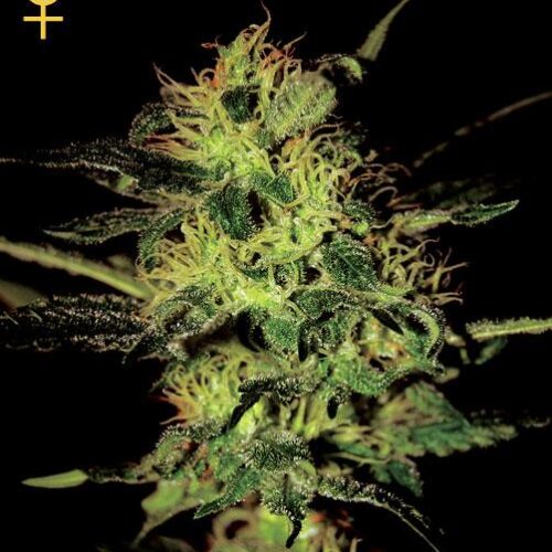 Super Critical Feminised Seeds