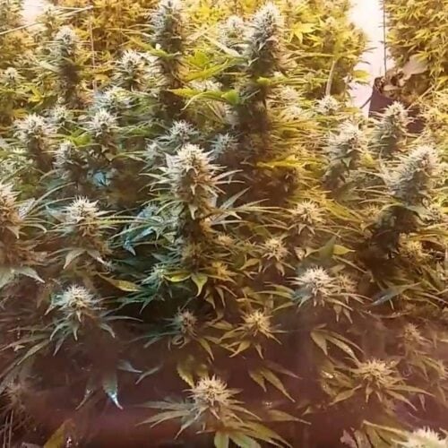 Super Kush Feminised Cannabis Seeds by Phoenix Seeds