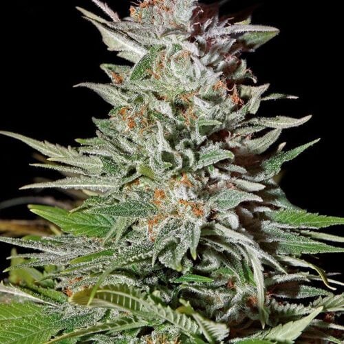 Super Lemon Haze Auto Feminised Seeds