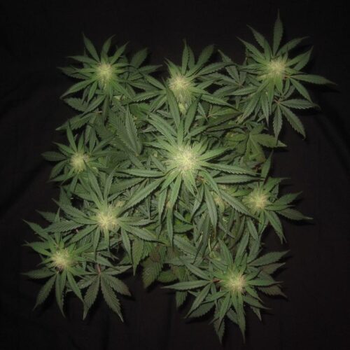 3 Bears OG Auto Feminised Seeds