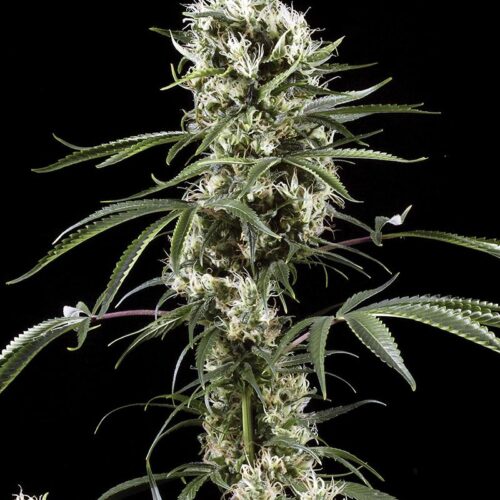 Super Lemon Haze Feminised Cannabis Seeds by Greenhouse Seed Co.