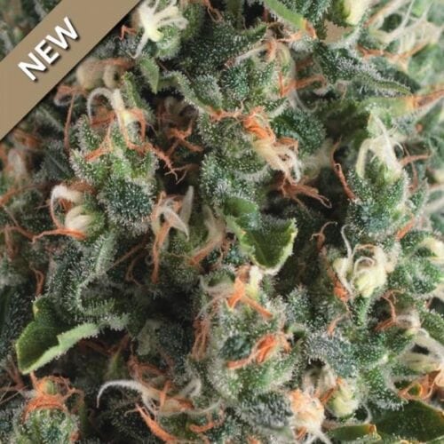 Super OG Kush Auto Feminised Cannabis Seeds by Pyramid Seed