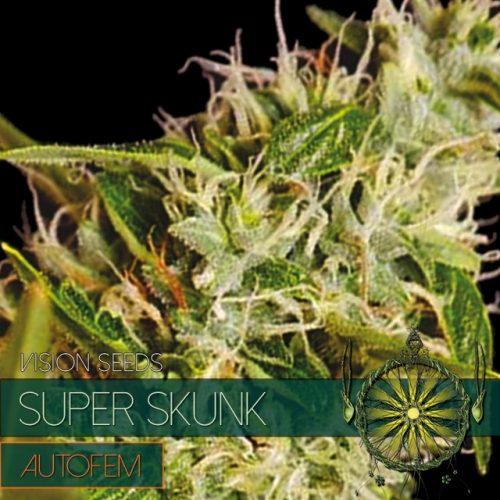 Super Skunk Auto Feminised Vision Seeds