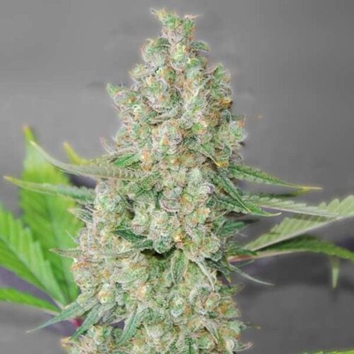 Super Skunk Feminised Seeds - 5 pack