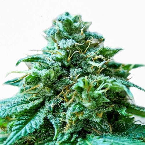 Superb OG Feminised Seeds