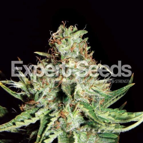 Sweet Cream Auto Feminised Seeds