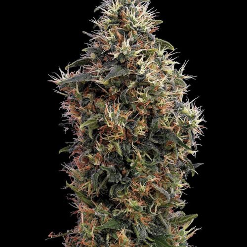 Sweet Mango Auto Feminised Seeds