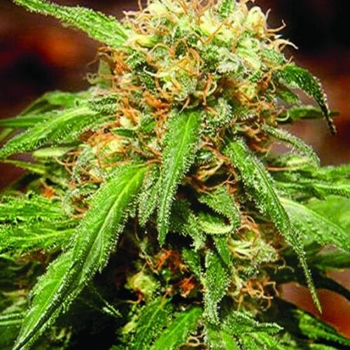 Sweet Tai Feminised Seeds