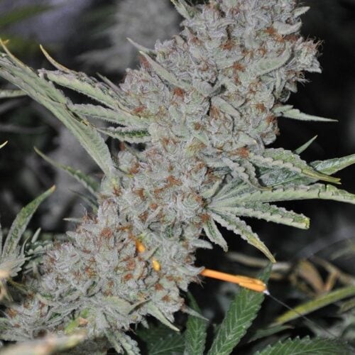 Sweet Tooth Express Auto Feminised Seeds