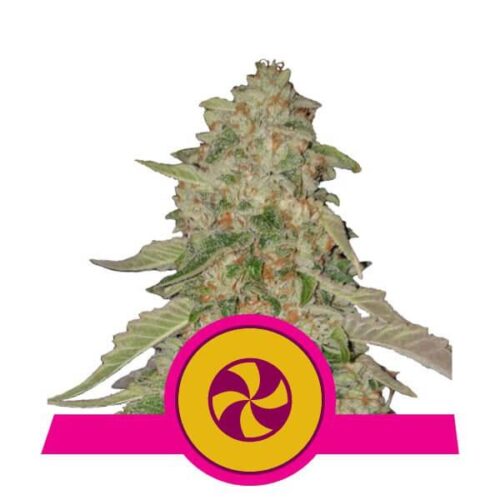 Sweet Zkittlez Feminised Seeds