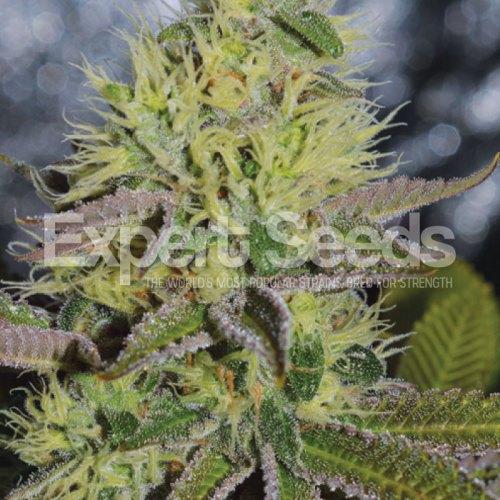 Sweet Zombie Feminised Seeds