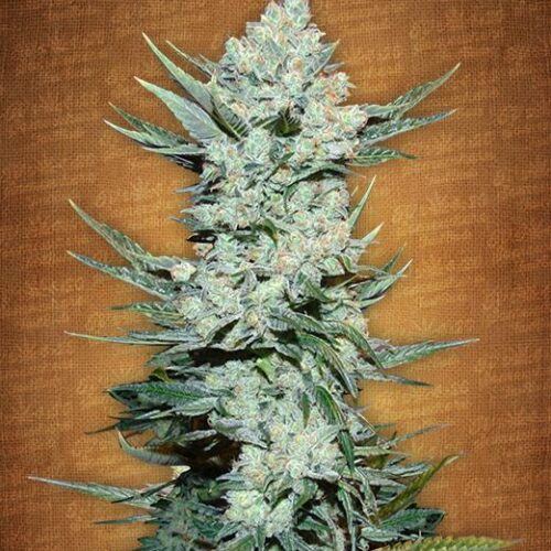 Tangie Auto Feminised Fastbuds Seeds