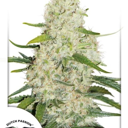 Think Big Auto Feminised Seeds by Dutch Passion