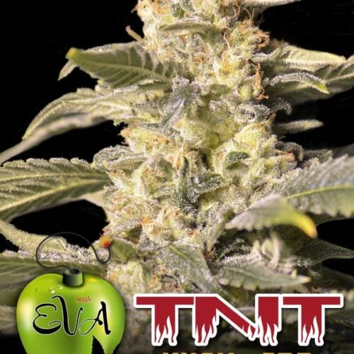 TNT Kush CBD Feminised Seeds