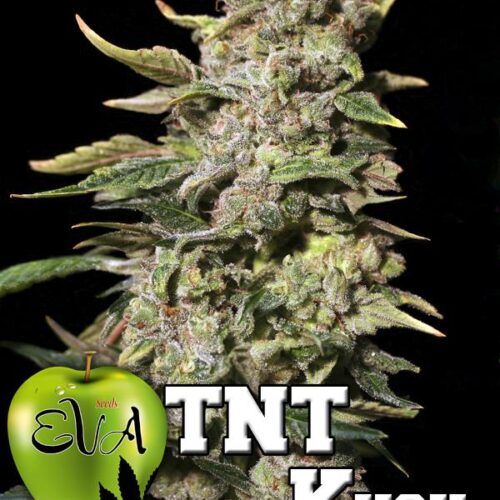 TNT Kush Feminised Seeds