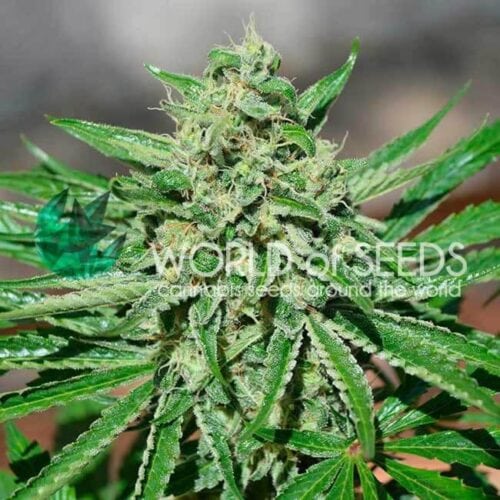Tonic CBD Feminised Seeds