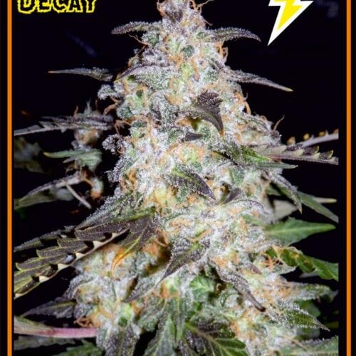 Toof Decay Auto Feminised Seeds