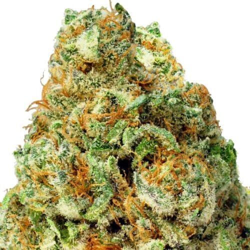 Turbo Bud Auto Feminised Seeds Heavyweight Seeds