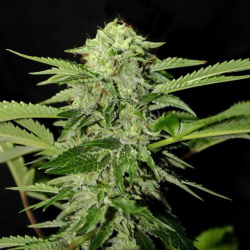 Txees Bilbo (Cheese) Feminised Seeds